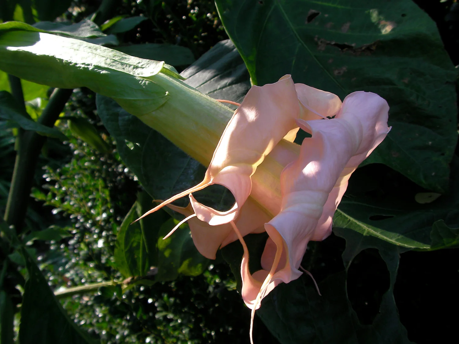 Double L'Amour Brugmansia PLANT — Angel Trumpet Nursery LLC